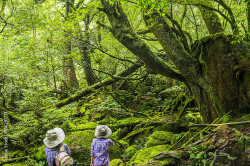 Mossed forest, in Shiratani Unsuikyo Ravine, Yakushima Island