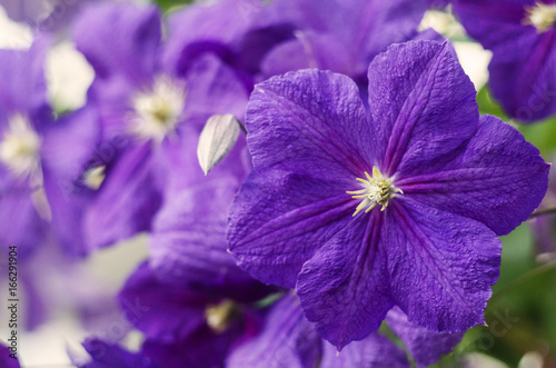 Flowers of clematis. Purple clematis flowers.