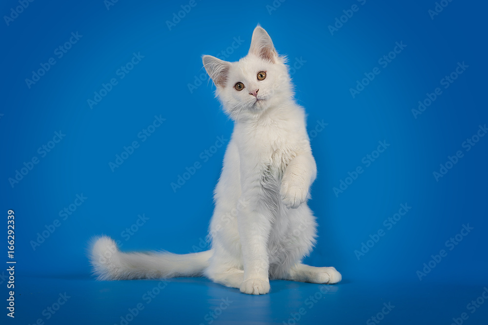 White cute kitten Maine Coon on a studio background. The kitten is played. White cute kitten Maine Coon on a studio background. The kitten is played.