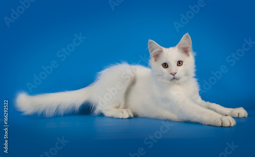 White cute kitten Maine Coon on a studio background.