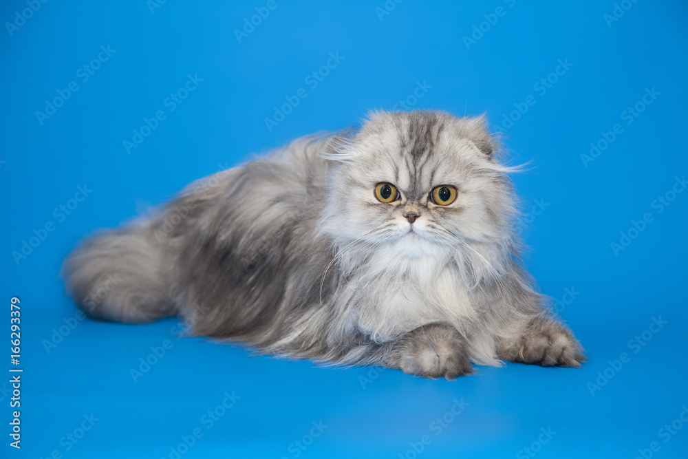 Persian furry gray cat on studio background.