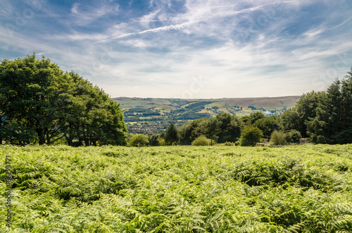Fern fields in the beautiful landscape of the Peak District in Derbyshire in summer, UK photo
