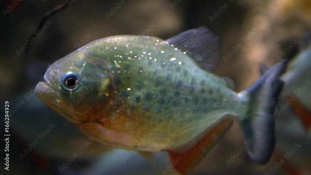 Red Bellied Piranha Red Bellied Piranha