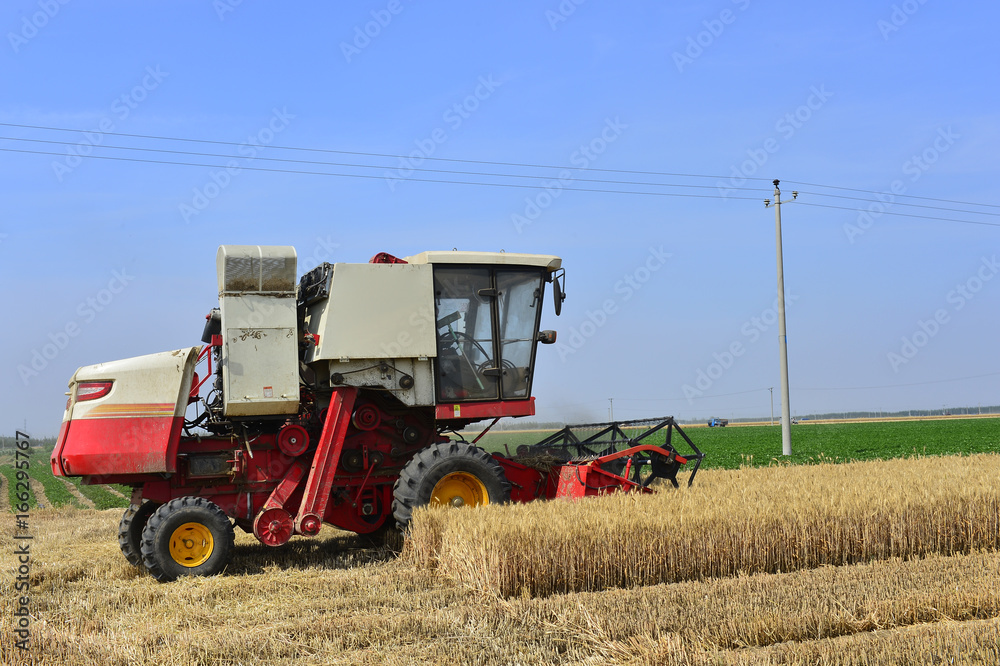 Obraz premium Harvester in wheat