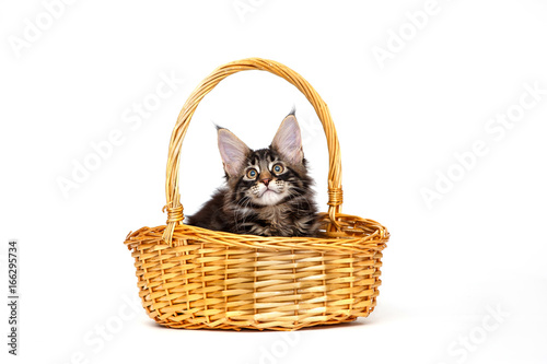 Cat in a basket isolated on white background © Tatyana