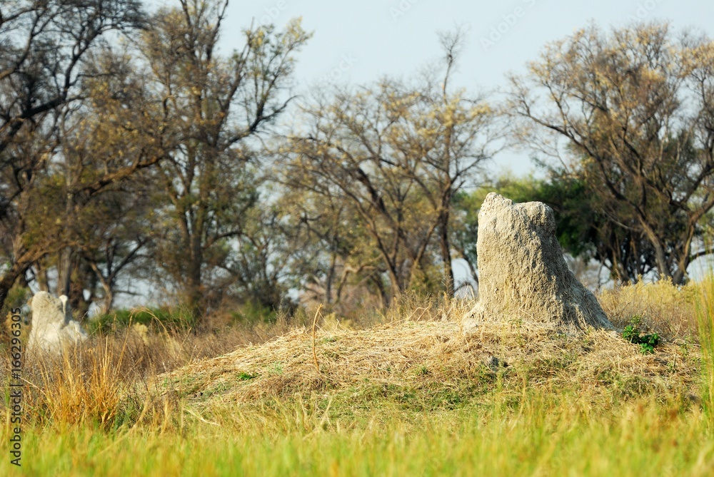 Termite nest in the Okavango delta, Botswana