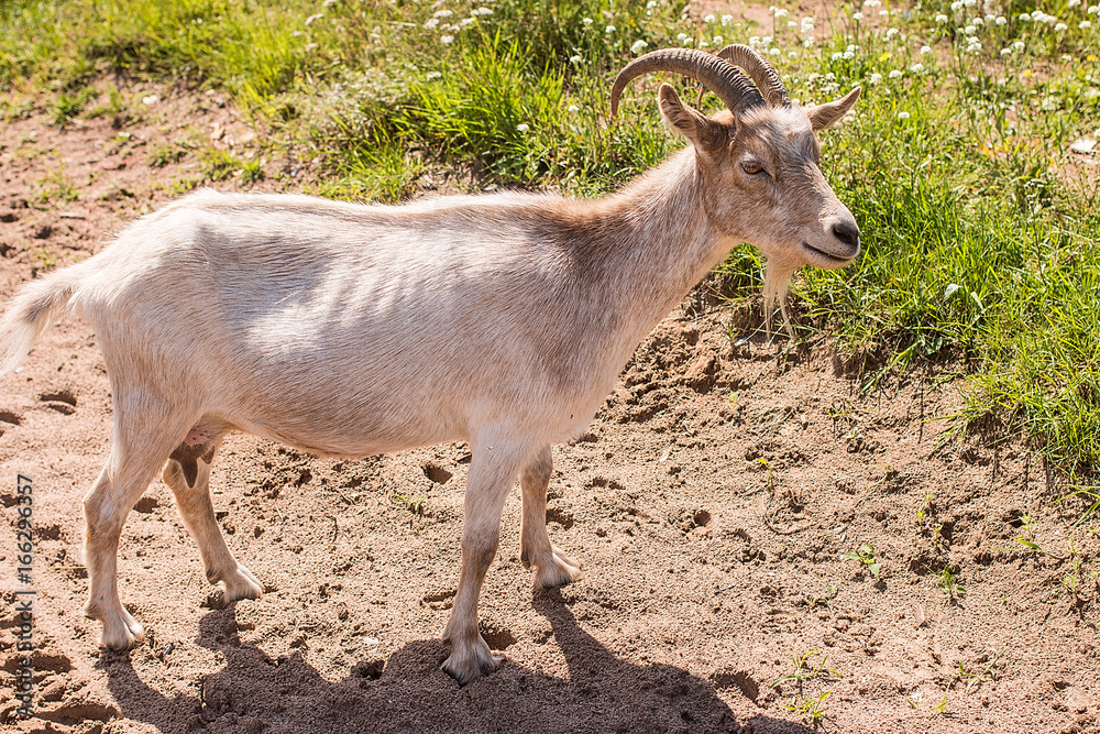 goat with horns standing on the green grass. goat with horns standing on the green grass.