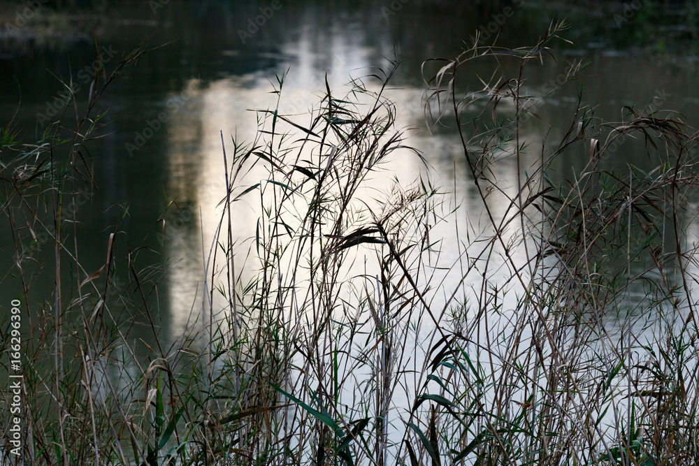 Fototapeta premium Reeds growing and the water in the foreground