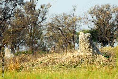 Termite nest in the Okavango delta, Botswana