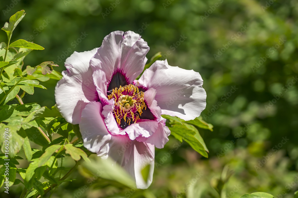 Obraz premium pink peony on green background