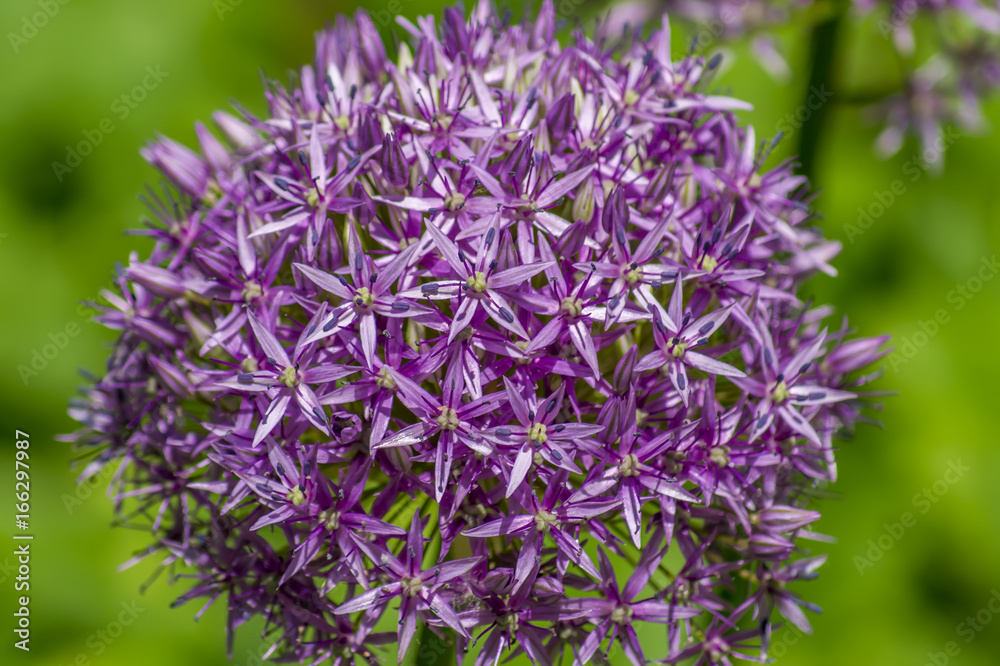 Purple ball Allium on green background Purple ball Allium on green background