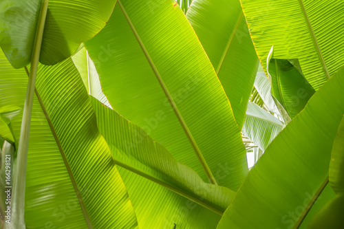 banana palm leaves background
