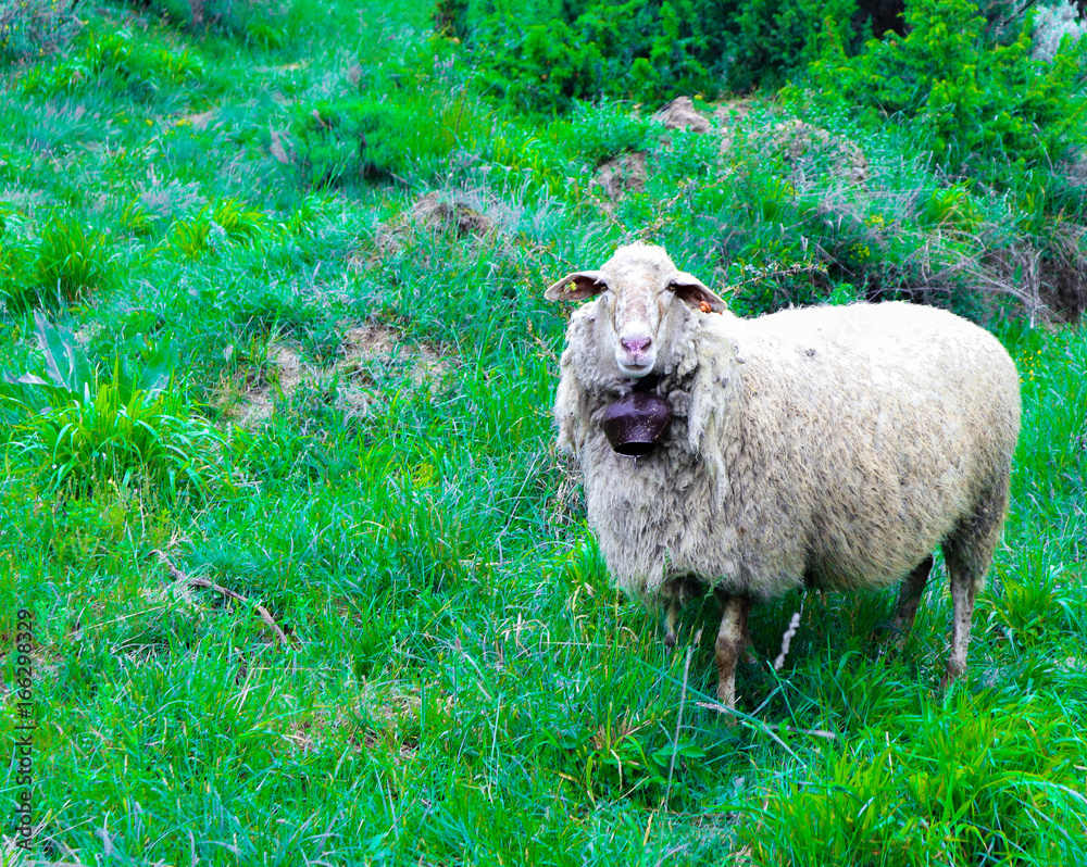 Photo depicting a sheep with bell graze on a green grass in a mountain peaceful landscape. Healthy food farming concept. Sheep face portraiture on a grass field, macro view, closeup.