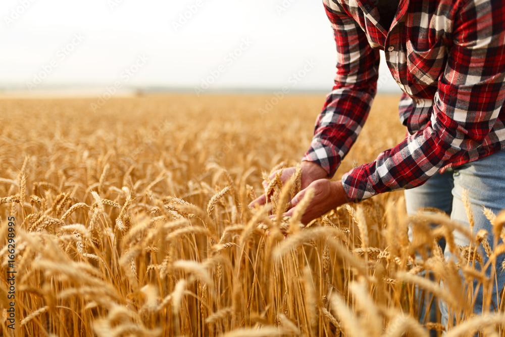 Smiling man holding ears of wheat on a background a wheat field. Happy agronomist farmer cares about his crop for the rich harvest on sunset - obrazy, fototapety, plakaty 