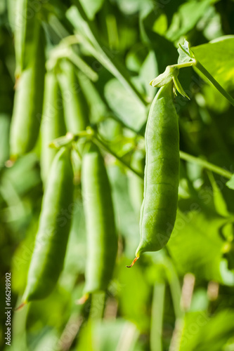 Fresh Ripe Green Pea Grow In Sunny Garden Close Up.