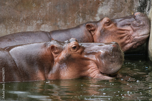 Hippopotamus in zoo