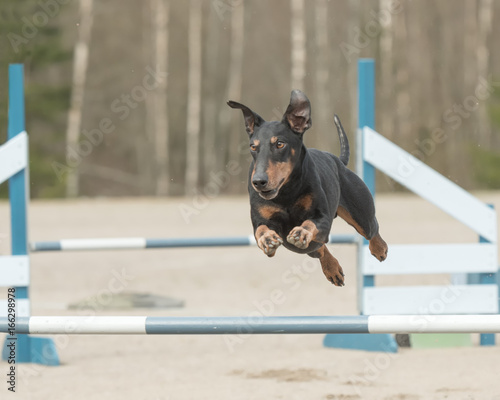 Bild auf Leinwand Manchester Terrier jumps over an agility hurdle in agility competition