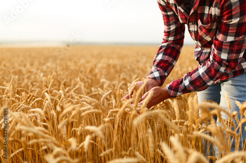 Smiling man holding ears of wheat on a background a wheat field. Happy agronomist farmer cares about his crop for the rich harvest on sunset