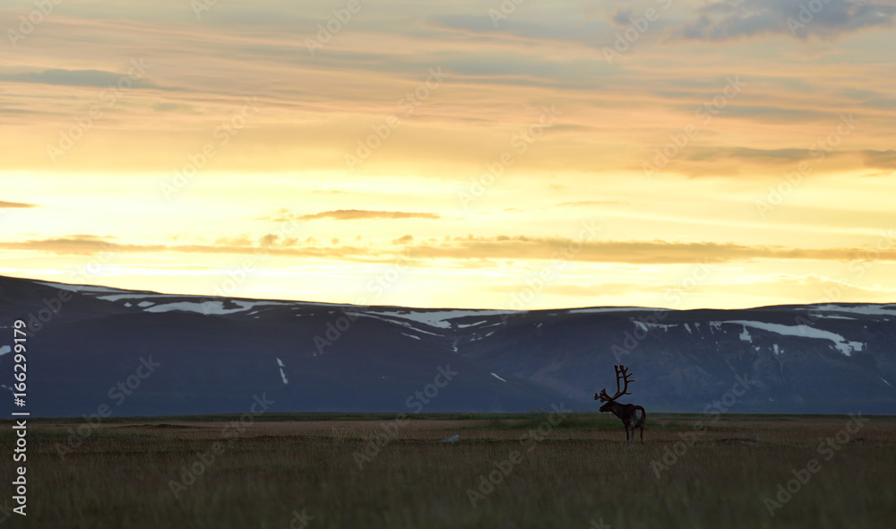Reindeer at sunset with mountains on background
