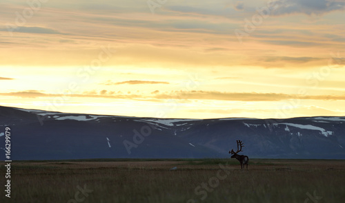 Reindeer at sunset with mountains on background