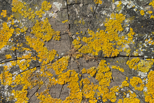 Yellow moss grows on a weathered wooden mooring post