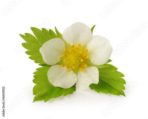Strawberry flower with lives isolated on white background