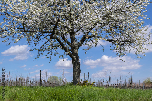 Blühender Kirschbaum (Prunus avium) im Weinberg photo