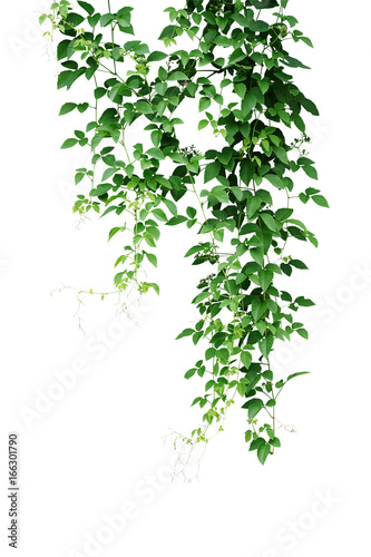 Wild climbing vine, Cayratia trifolia (Linn.) Domin. liana plant isolated on ...