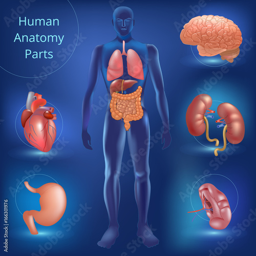 Set of human anatomy parts