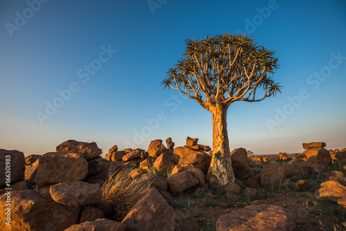 Tableau sur toile The quiver tree, or aloe dichotoma, Keetmanshoop, Namibia