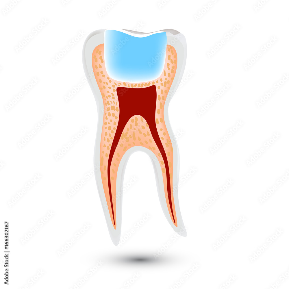 Realistic teeth anatomy illustration isolated on white background.
