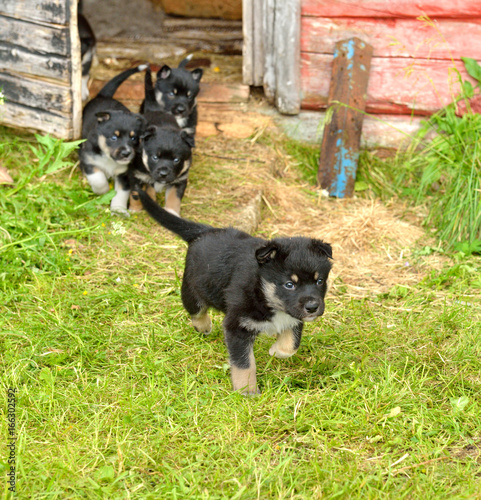 Lapland Reindeer dog, Reindeer Herder, lapinporokoira (Finnish), lapsk vallhund (Swedish). Small funny puppies go out for walk photo