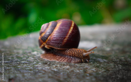 Photo depicts a wild lovely big beautiful snail with spiral shell. Amazing helix in the garden, crawling in wooden texture tree trunk, good sunny weather. Marco, close up view.