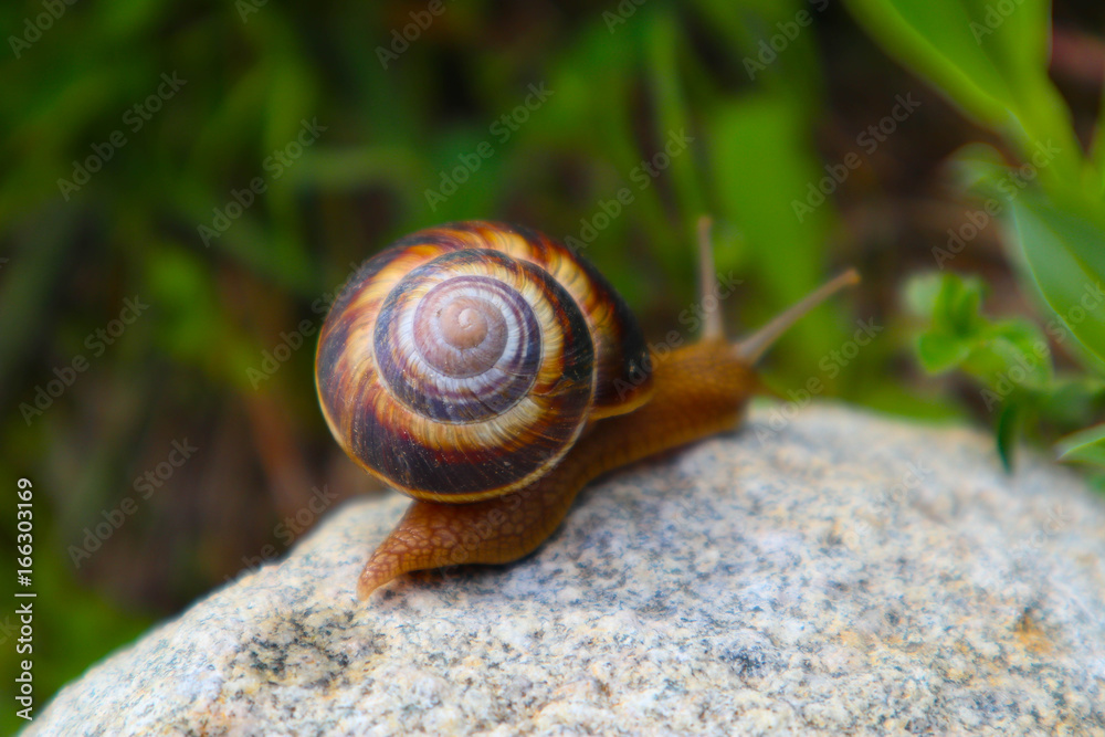 Photo depicts a wild lovely big beautiful snail with spiral shell. Amazing helix in the garden, crawling in a stone. Fresh green grass on the background, good sunny weather. Marco, close up view. Photo depicts a wild lovely big beautiful snail with spiral shell. Amazing helix in the garden, crawling in a stone. Fresh green grass on the background, good sunny weather. Marco, close up view.