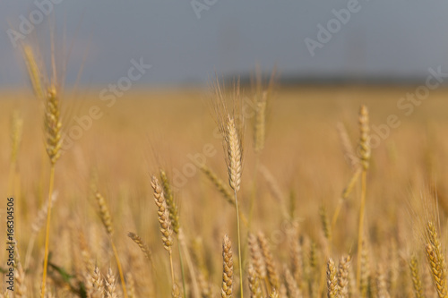 Golden wheat field and sunny day