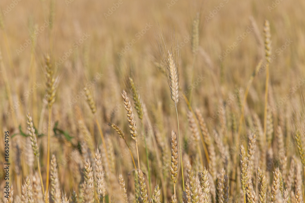 Golden wheat field and sunny day Golden wheat field and sunny day