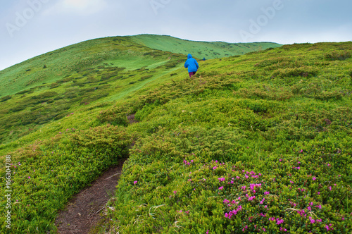 One traveler ascending up a winding path leading to majestic peak and hills covered in green lush grass and pink rhododendron flowers. Summer day in June. Marmarosh, Carpathian mountains, Ukraine