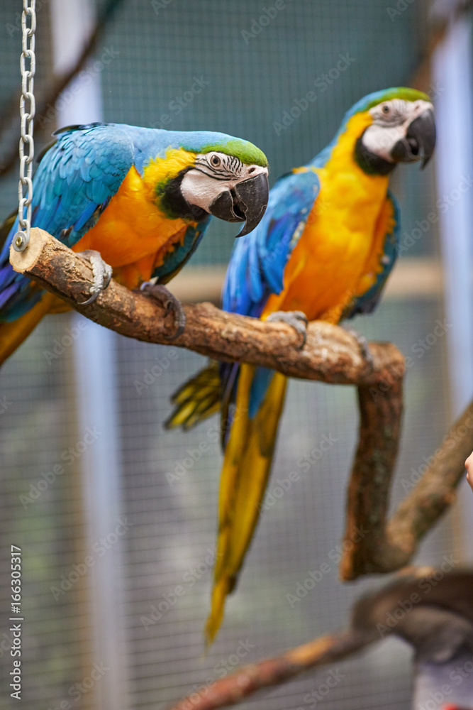 Two Colorful South American Blue, red and Yellow Macaw parrots (Ara ararauna)
