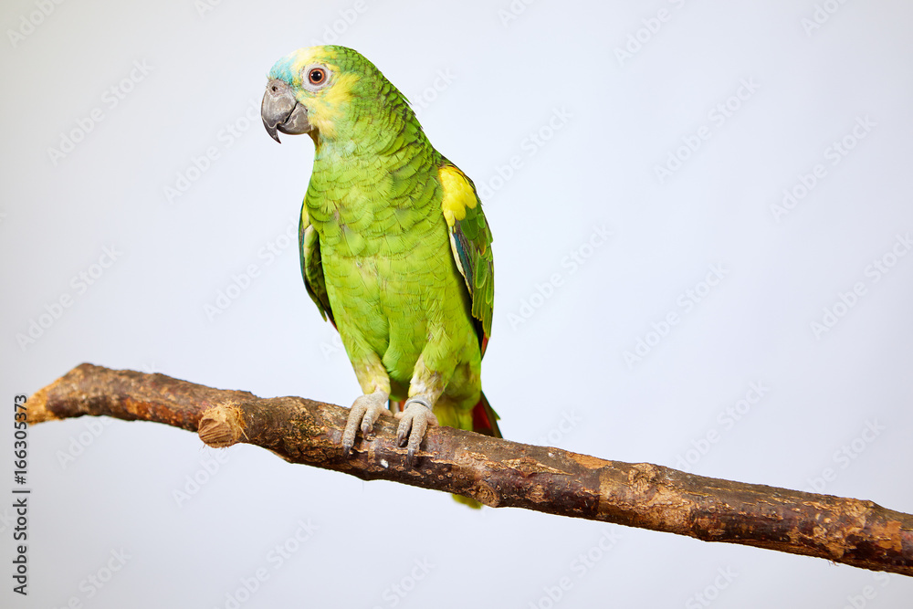 Obraz premium papuga Amazonka zielony siedzi na gałęzi drzewa, koncepcja na białym tle