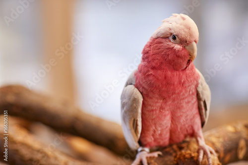 Galah cockatoo , Pink parrot