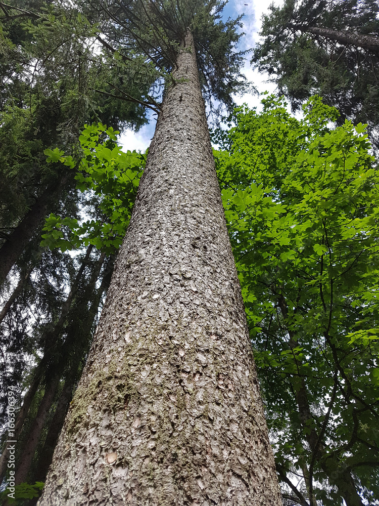 Fototapeta premium Fichtenwald, Fichte; Picea; abies