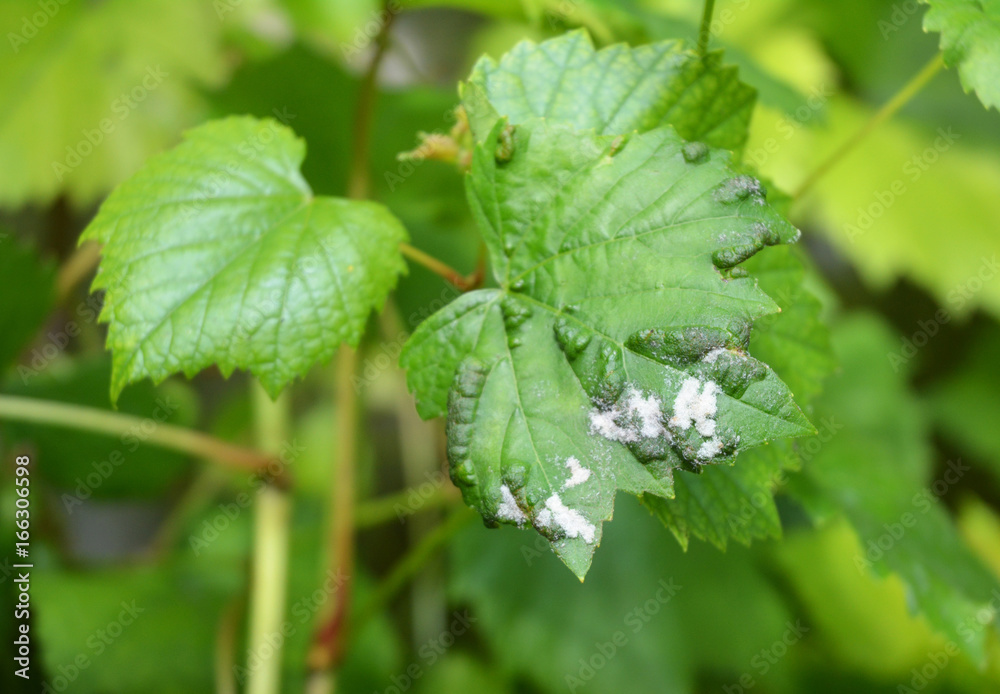 Grape Powdery Mildew. Grapevine diseases. Downy Mildew (Plasmopara vitikola) is a fungal disease