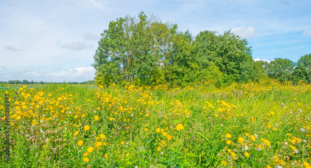 Wild flowers in a field in sunlight in summer Wild flowers in a field in sunlight in summer