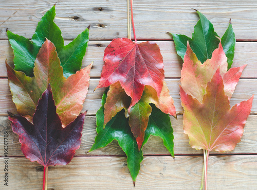 Maple leaves on wooden background. photo