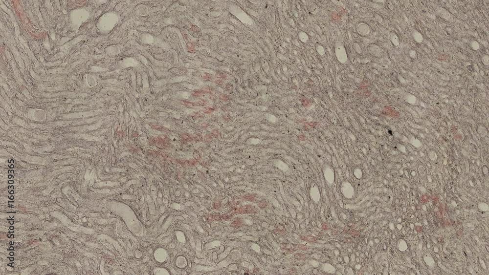 human body cells under a microscope zoom in animation Stock ビデオ | Adobe ...