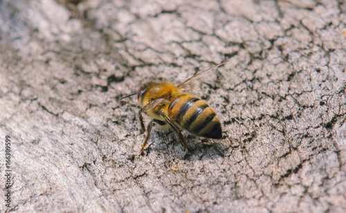 hives with bees © yarohork