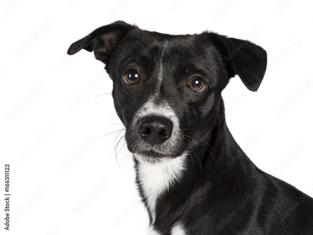 Head shot of black and white stray dog isolated on white background