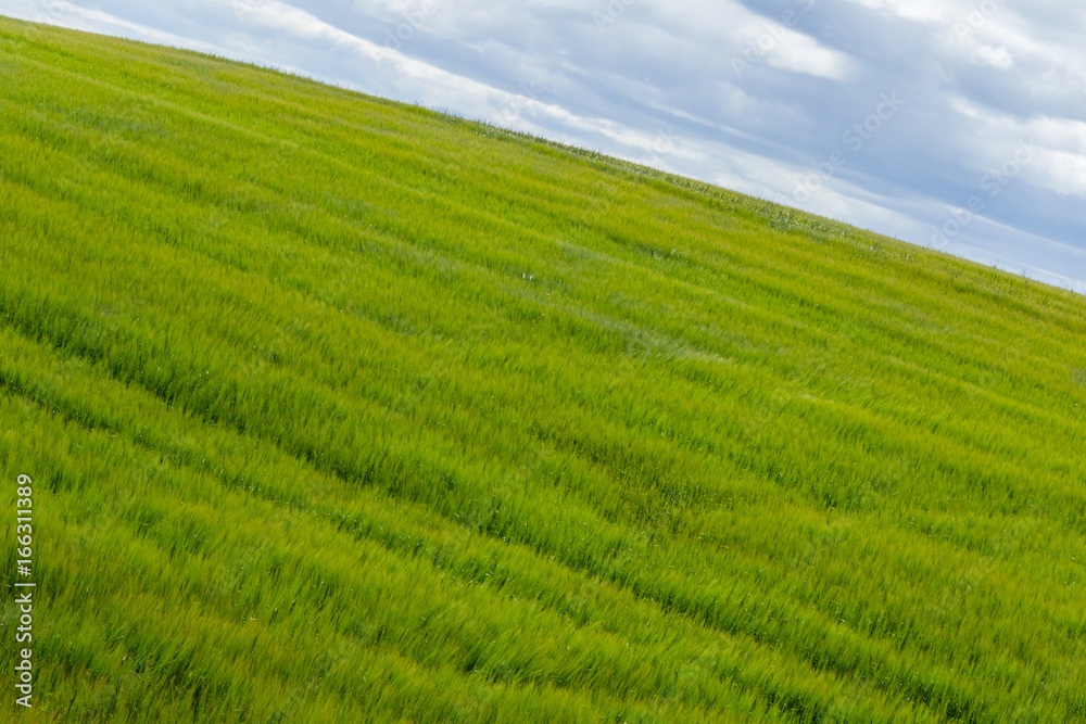 蒼い麦の風景　Scenery with wheat field