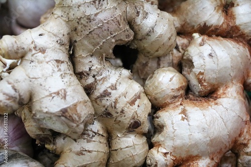 Zingiber officinale  photo