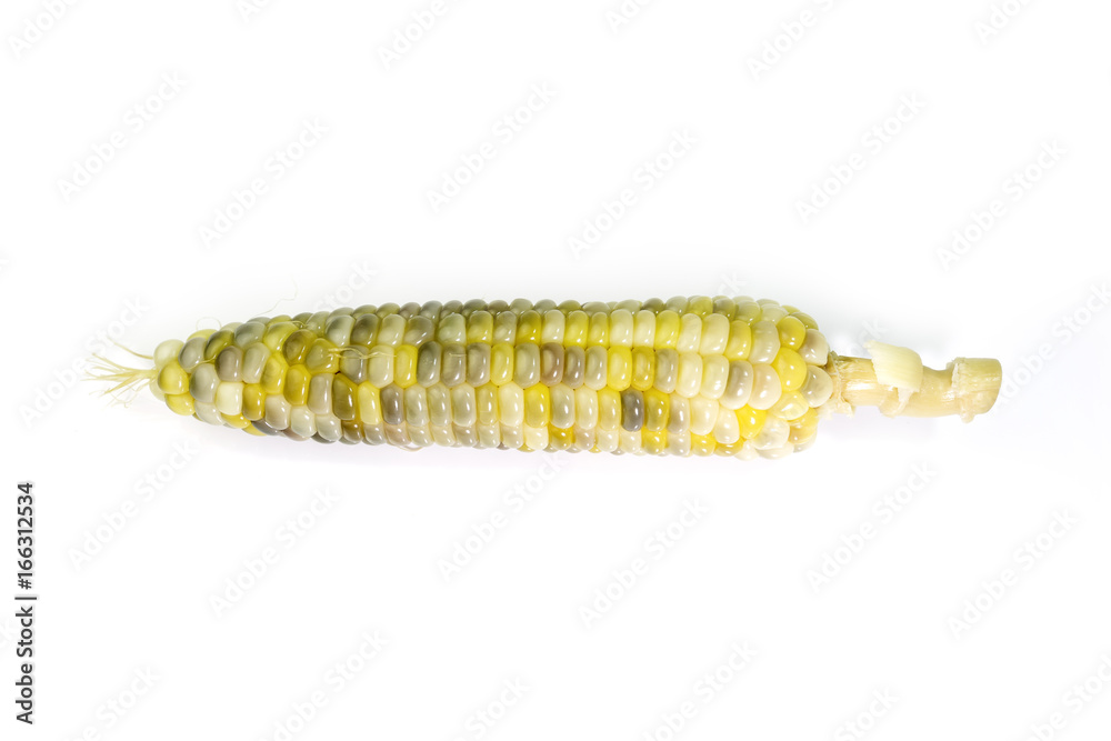 Boiled waxy corn on white background Boiled waxy corn on white background